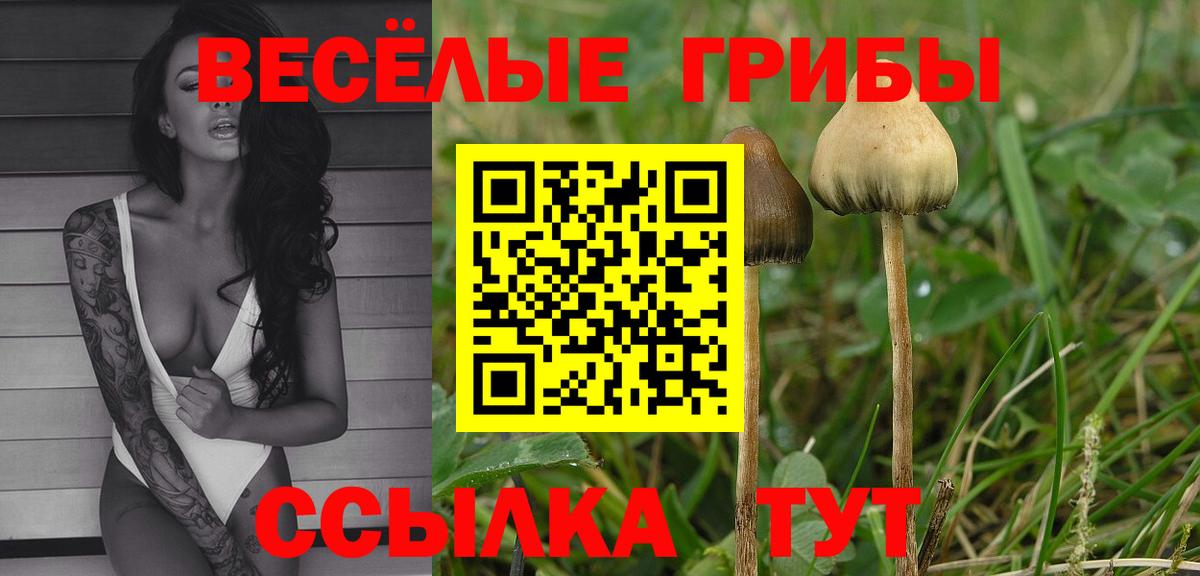 Псилоцибиновые грибы мицелий Кольчугино